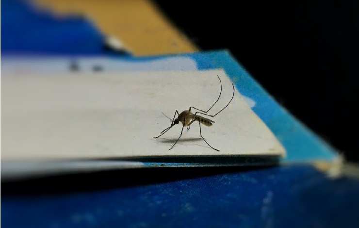 Zanzara su foglio