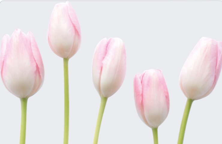 Tulipani bianchi e rosa su sfondo candido 