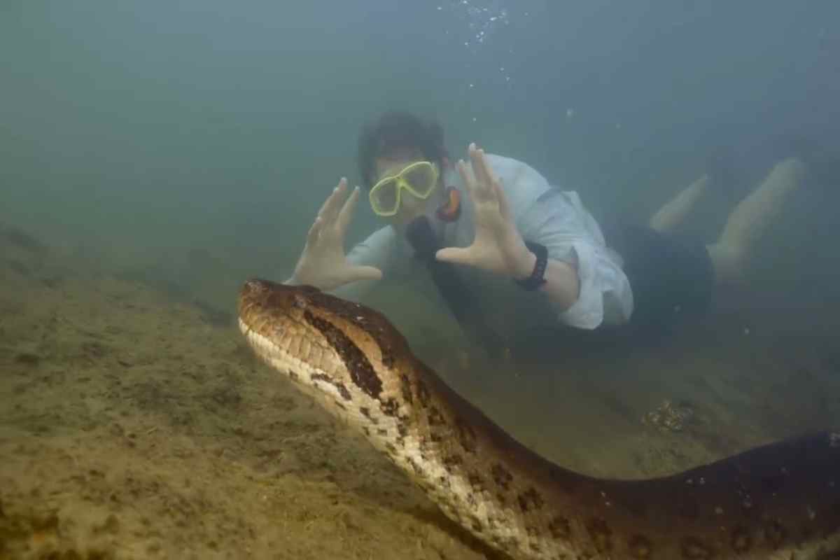 anaconda gigante verde