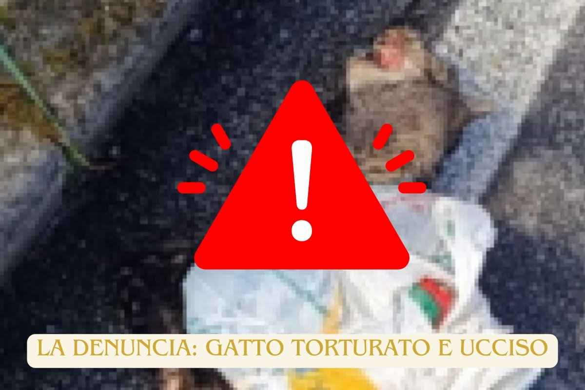 Gatto torturato ucciso